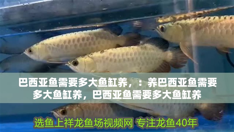 巴西亞魚需要多大魚缸養，：養巴西亞魚需要多大魚缸養，巴西亞魚需要多大魚缸養