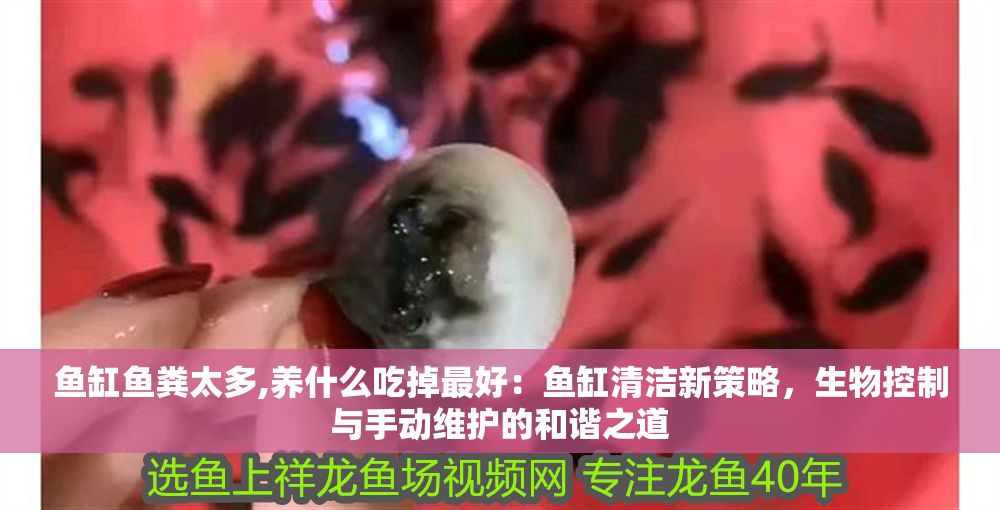魚缸魚糞太多,養(yǎng)什么吃掉最好：魚缸清潔新策略，生物控制與手動維護(hù)的和諧之道