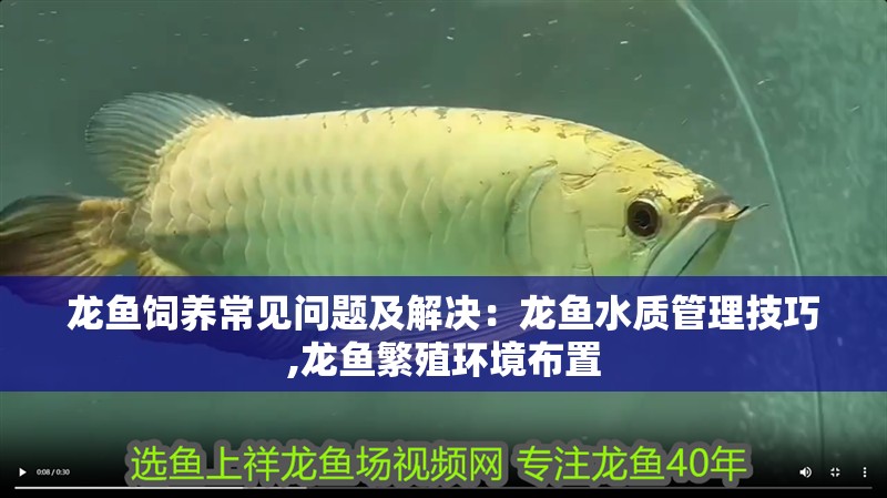龍魚飼養常見問題及解決：龍魚水質管理技巧,龍魚繁殖環境布置