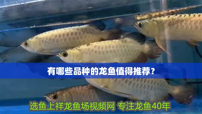 有哪些品種的龍魚值得推薦？