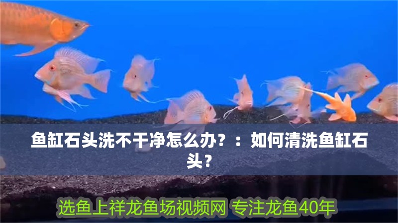 魚(yú)缸石頭洗不干凈怎么辦？：如何清洗魚(yú)缸石頭？