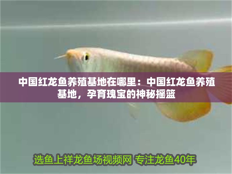 中國紅龍魚養(yǎng)殖基地在哪里：中國紅龍魚養(yǎng)殖基地，孕育瑰寶的神秘搖籃