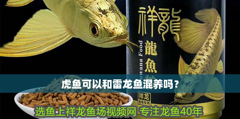 虎魚可以和雷龍魚混養嗎？
