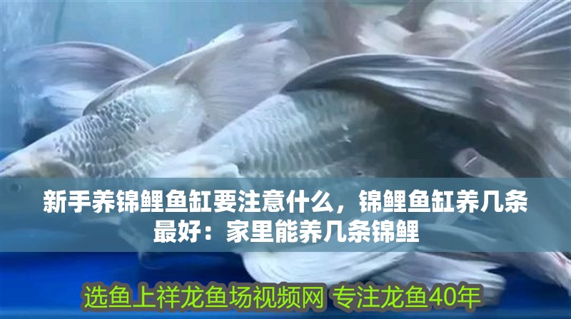 新手養(yǎng)錦鯉魚缸要注意什么，錦鯉魚缸養(yǎng)幾條最好：家里能養(yǎng)幾條錦鯉