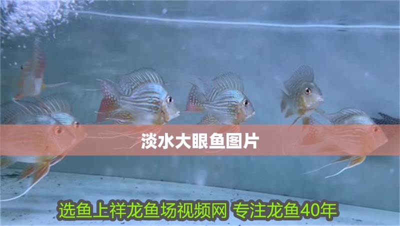 淡水大眼魚圖片