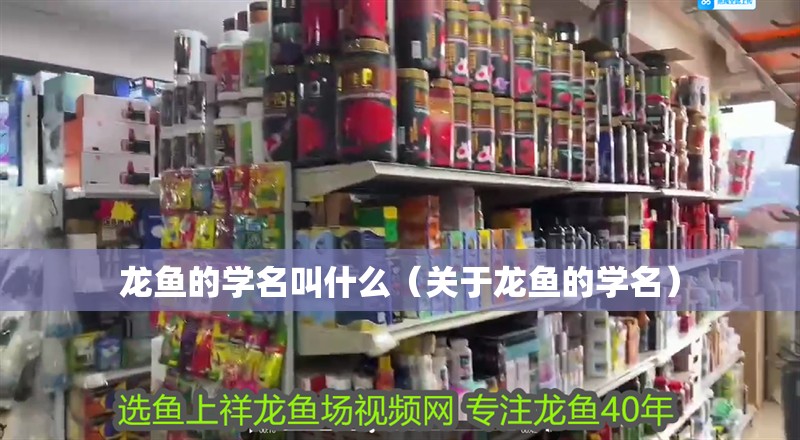 龍魚的學名叫什么（關于龍魚的學名） 龍魚的學名叫什么（關于龍魚的學名） 龍魚百科