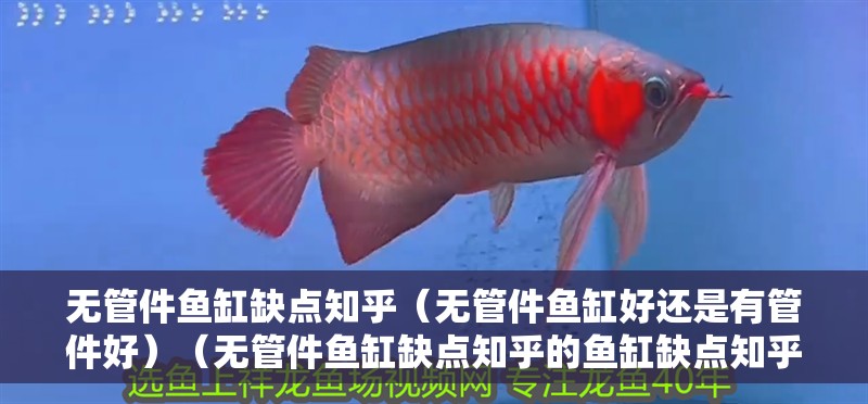 無管件魚缸缺點知乎（無管件魚缸好還是有管件好）（無管件魚缸缺點知乎的魚缸缺點知乎，新手養龍注意養魚）
