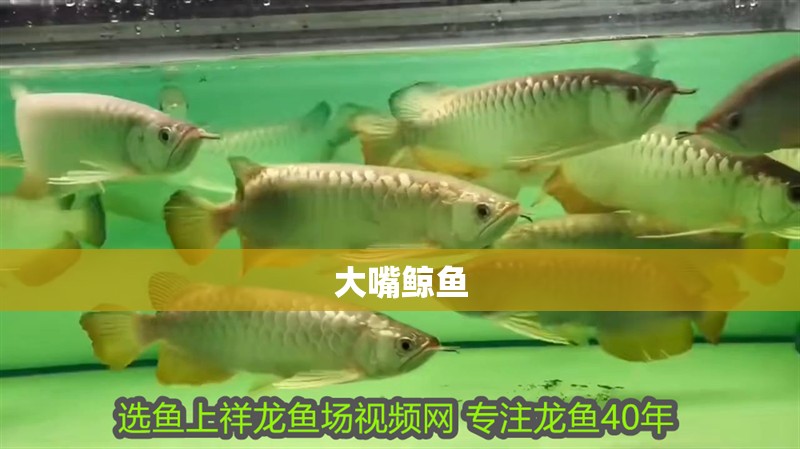 大嘴鯨魚
