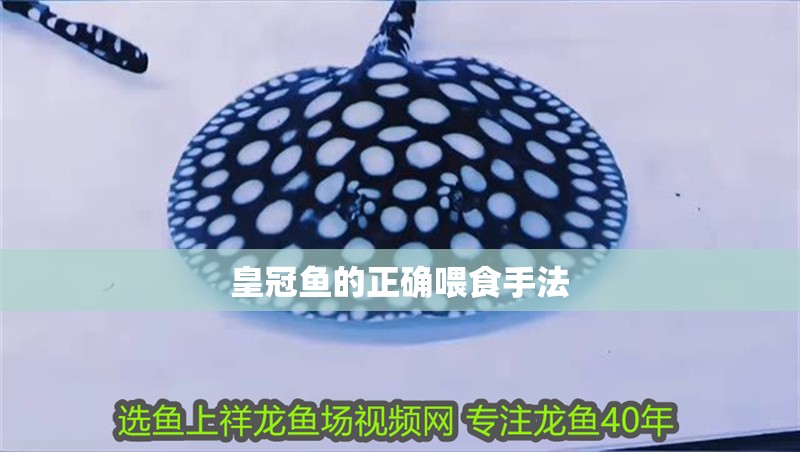 皇冠魚的正確喂食手法