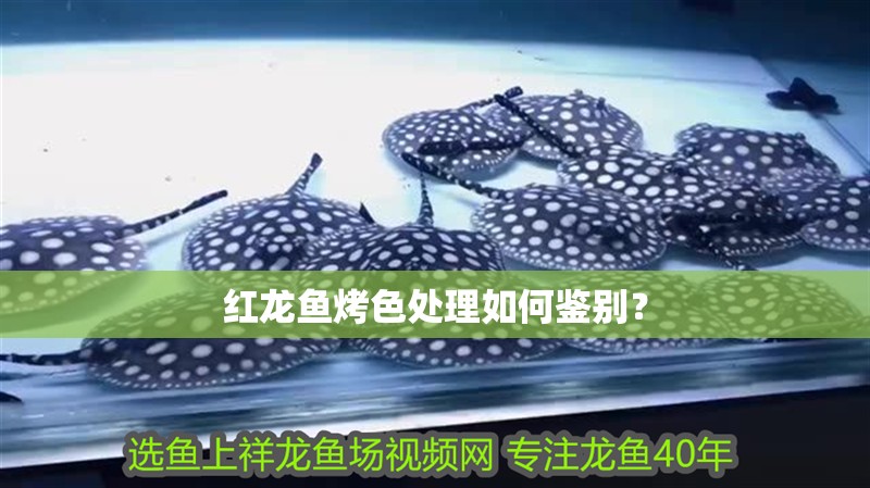 紅龍魚烤色處理如何鑒別？