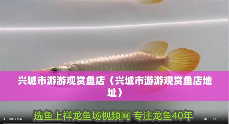 興城市游游觀賞魚店（興城市游游觀賞魚店地址） 興城市游游觀賞魚店（興城市游游觀賞魚店地址） 全國水族館企業名錄
