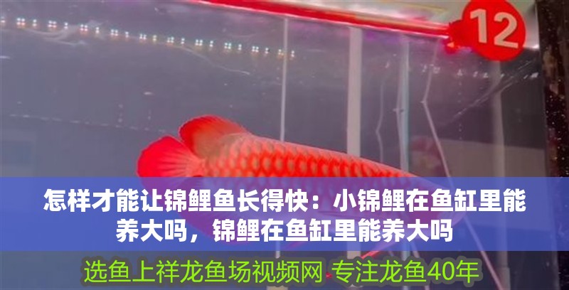 怎樣才能讓錦鯉魚長得快：小錦鯉在魚缸里能養大嗎，錦鯉在魚缸里能養大嗎