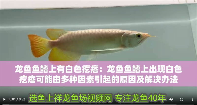 龍魚魚鰭上有白色疙瘩：龍魚魚鰭上出現白色疙瘩可能由多種因素引起的原因及解決辦法 龍魚魚鰭上有白色疙瘩：龍魚魚鰭上出現白色疙瘩可能由多種因素引起的原因及解決辦法 龍魚百科