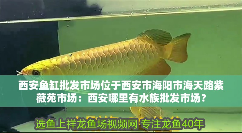 西安魚缸批發市場位于西安市海陽市海天路紫薇苑市場：西安哪里有水族批發市場？