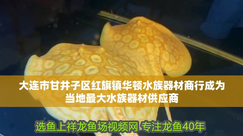 大連市甘井子區(qū)紅旗鎮(zhèn)華頓水族器材商行成為當(dāng)?shù)刈畲笏迤鞑墓?yīng)商