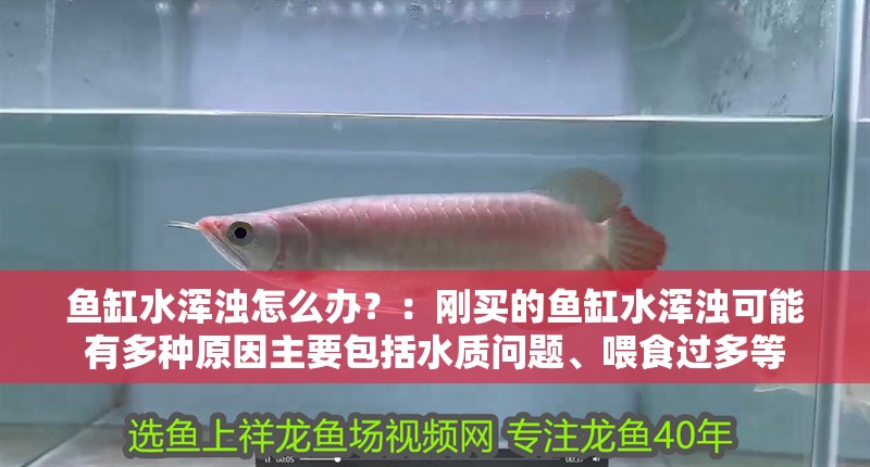 魚缸水渾濁怎么辦？：剛買的魚缸水渾濁可能有多種原因主要包括水質(zhì)問題、喂食過多等 魚缸水渾濁怎么辦？：剛買的魚缸水渾濁可能有多種原因主要包括水質(zhì)問題、喂食過多等 魚缸百科