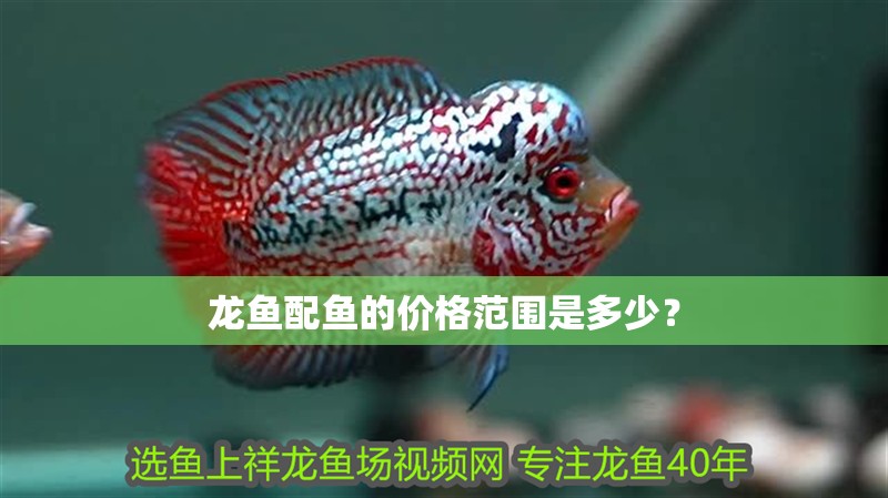 龍魚配魚的價格范圍是多少？ 龍魚配魚的價格范圍是多少？ 龍魚論壇