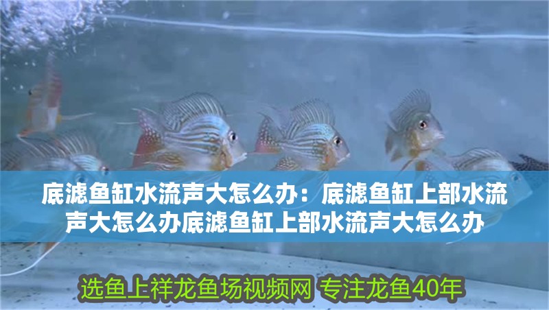 底濾魚缸水流聲大怎么辦：底濾魚缸上部水流聲大怎么辦底濾魚缸上部水流聲大怎么辦 底濾魚缸水流聲大怎么辦：底濾魚缸上部水流聲大怎么辦底濾魚缸上部水流聲大怎么辦 魚缸百科