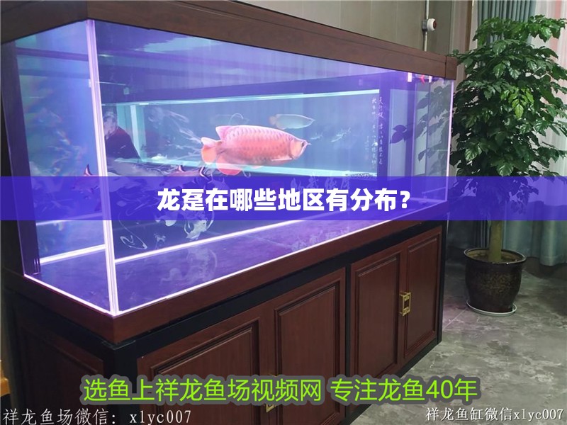 龍躉在哪些地區(qū)有分布？