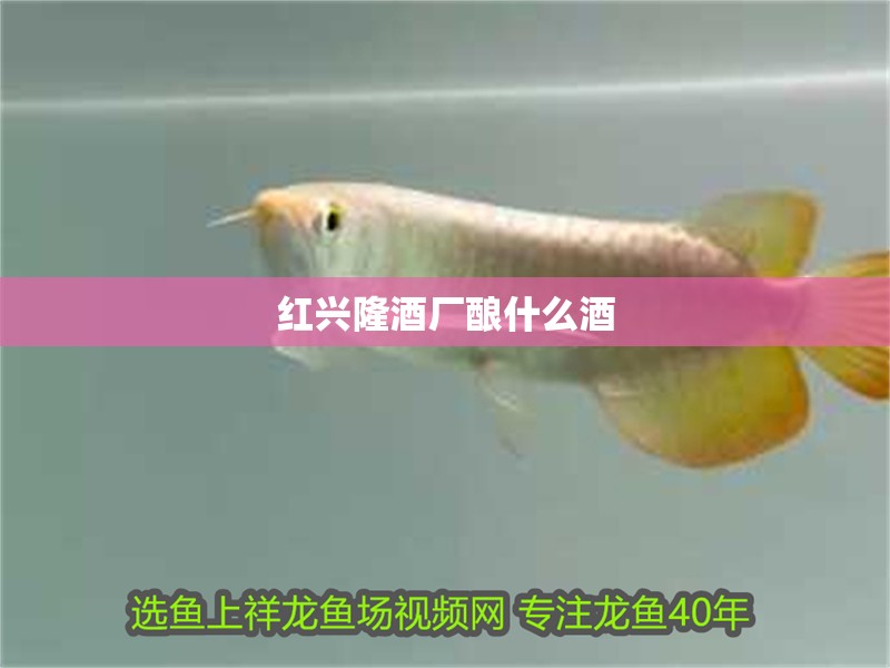 紅興隆酒廠釀什么酒