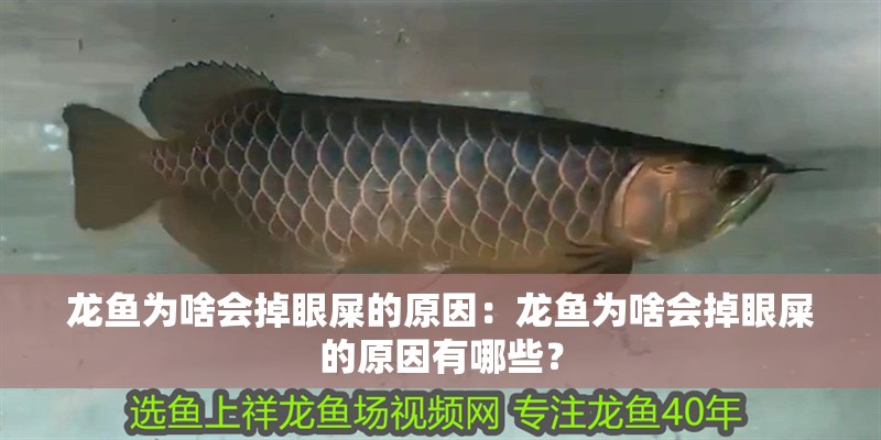 龍魚為啥會掉眼屎的原因：龍魚為啥會掉眼屎的原因有哪些？