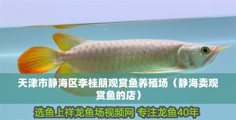天津市靜海區(qū)李桂朋觀賞魚養(yǎng)殖場（靜海賣觀賞魚的店）
