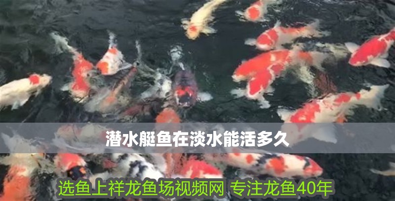 潛水艇魚在淡水能活多久 潛水艇魚在淡水能活多久 龍魚論壇