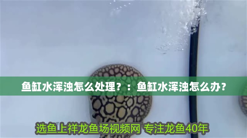 魚缸水渾濁怎么處理？：魚缸水渾濁怎么辦？