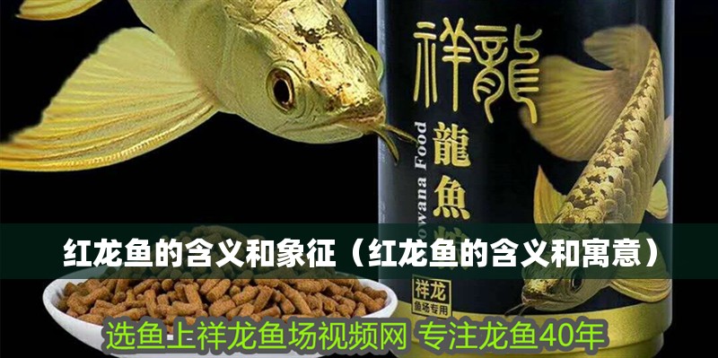 紅龍魚的含義和象征（紅龍魚的含義和寓意）