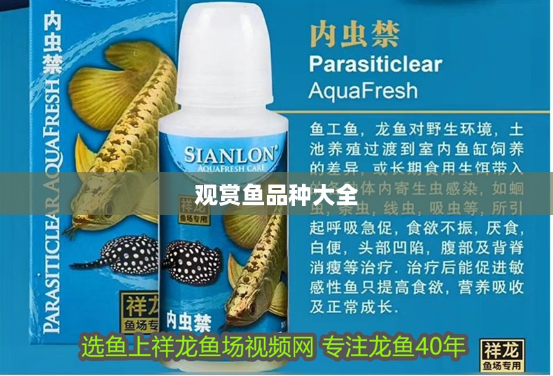 觀賞魚品種大全