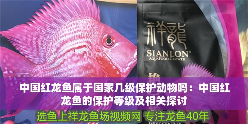 中國紅龍魚屬于國家?guī)准壉Ｗo動物嗎：中國紅龍魚的保護等級及相關探討