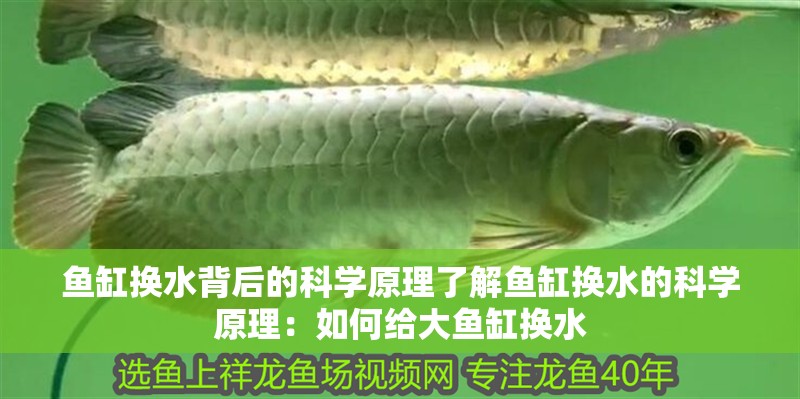 龍魚干蝦有營養嗎 魚缸換水背后的科學原理了解魚缸換水的科學原理:如何給大魚缸換水 魚缸百科 魚缸換水背后的科學原理了解魚缸換水的科學原理:如何給大魚缸換水 魚缸換水背后的科學原理了解魚缸換水的科學原理:如何給大魚缸換水 魚缸百科