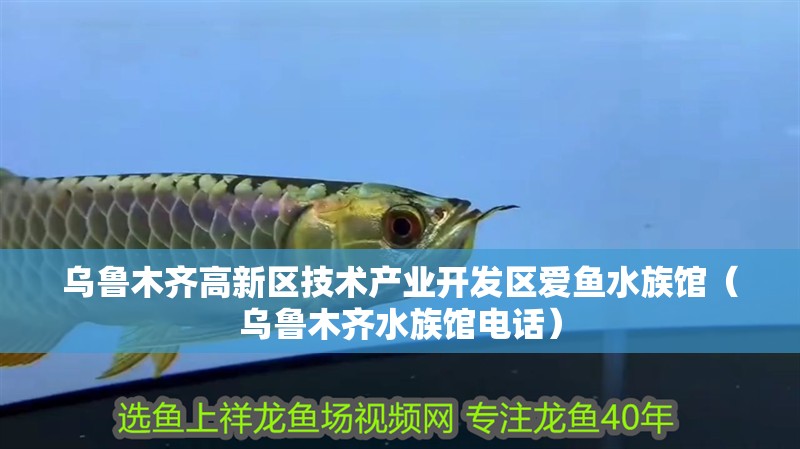 烏魯木齊高新區(qū)技術(shù)產(chǎn)業(yè)開發(fā)區(qū)愛魚水族館（烏魯木齊水族館電話）
