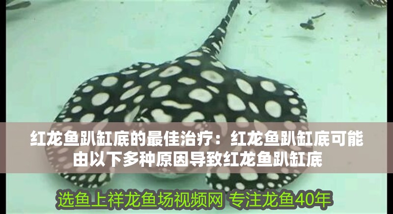 我的虎魚真菌感染了要怎么處理 紅龍魚趴缸底的最佳治療:紅龍魚趴缸底可能由以下多種原因導致紅龍魚趴缸底 龍魚百科 紅龍魚趴缸底的最佳治療:紅龍魚趴缸底可能由以下多種原因導致紅龍魚趴缸底 紅龍魚趴缸底的最佳治療:紅龍魚趴缸底可能由以下多種原因導致紅龍魚趴缸底 龍魚百科