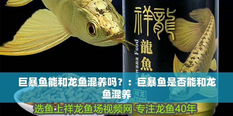 巨暴魚能和龍魚混養嗎？：巨暴魚是否能和龍魚混養