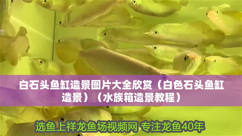 白石頭魚缸造景圖片大全欣賞（白色石頭魚缸造景）（水族箱造景教程）