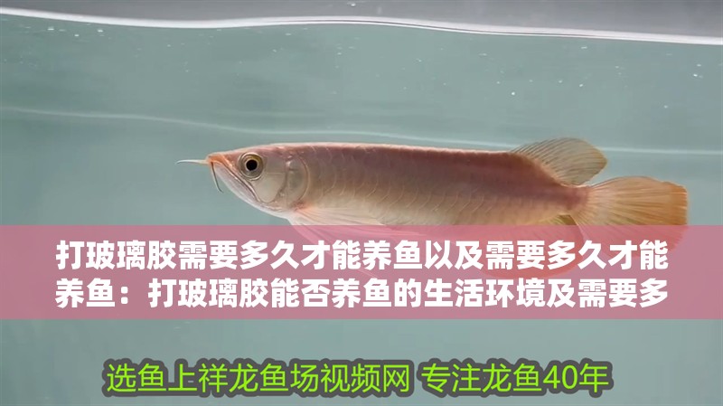 打玻璃膠需要多久才能養魚以及需要多久才能養魚：打玻璃膠能否養魚的生活環境及需要多久才能養魚