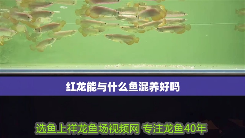 紅龍能與什么魚混養好嗎