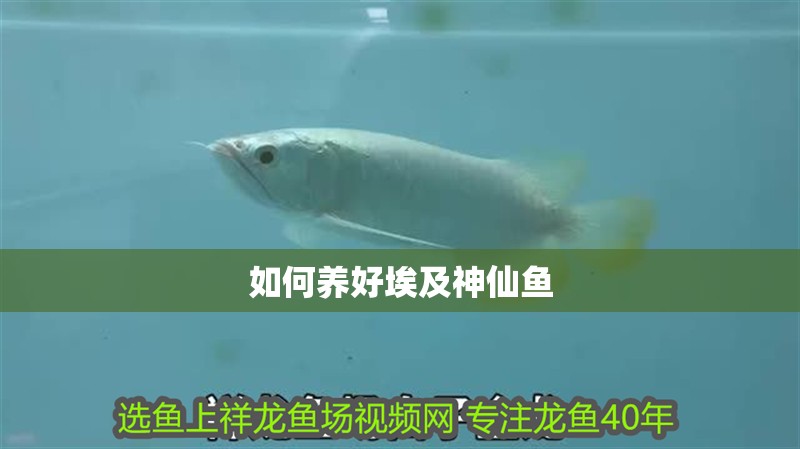 如何養好埃及神仙魚