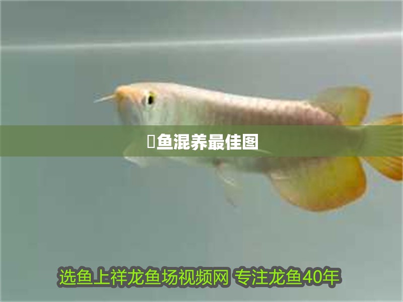 魟魚混養最佳圖