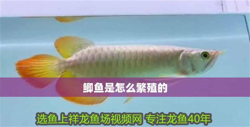 鯽魚是怎么繁殖的