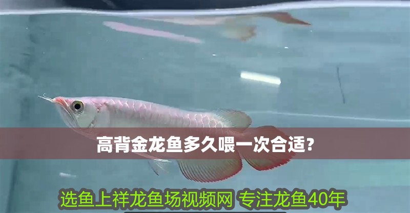 高背金龍魚(yú)多久喂一次合適？