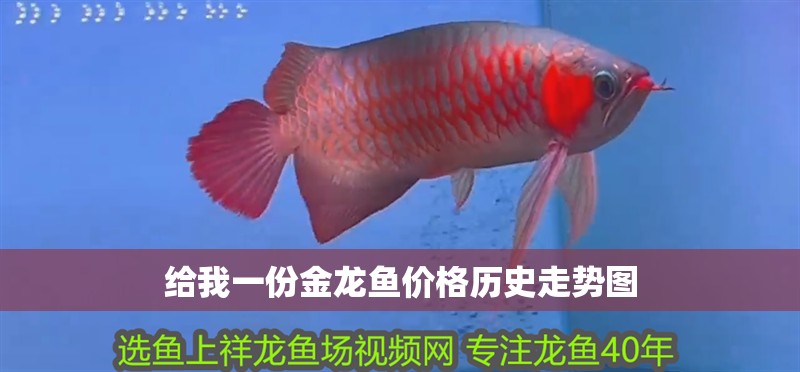 給我一份金龍魚價格歷史走勢圖
