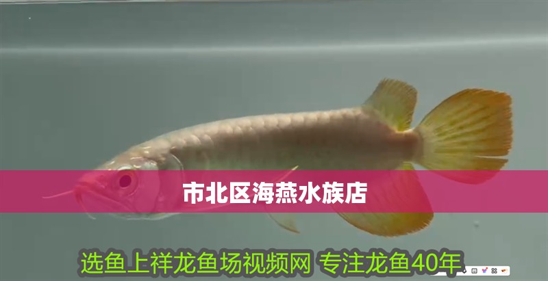 市北區(qū)海燕水族店