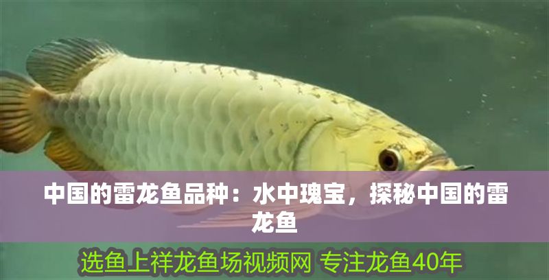 中國的雷龍魚品種：水中瑰寶，探秘中國的雷龍魚