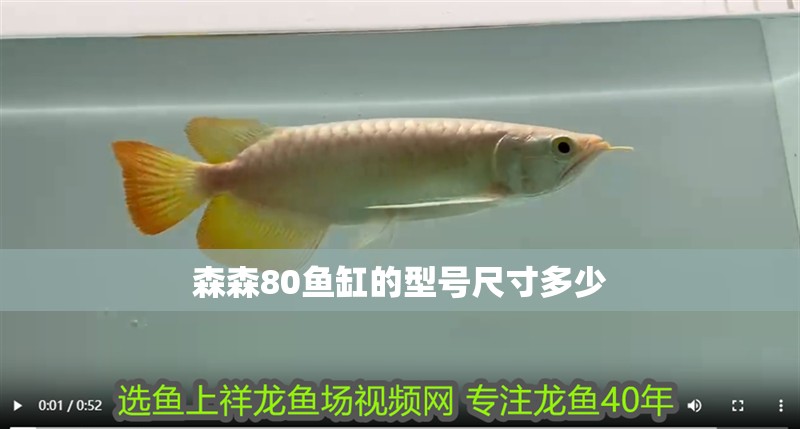 森森80魚缸的型號尺寸多少
