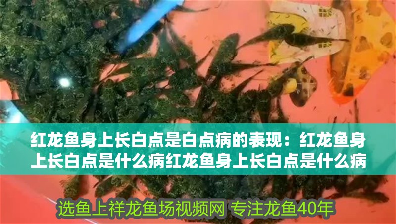 紅龍魚身上長白點是白點病的表現：紅龍魚身上長白點是什么病紅龍魚身上長白點是什么病