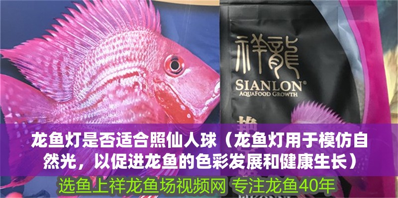 龍魚燈是否適合照仙人球（龍魚燈用于模仿自然光，以促進龍魚的色彩發(fā)展和健康生長）