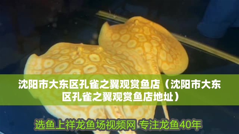 沈陽市大東區孔雀之翼觀賞魚店（沈陽市大東區孔雀之翼觀賞魚店地址）