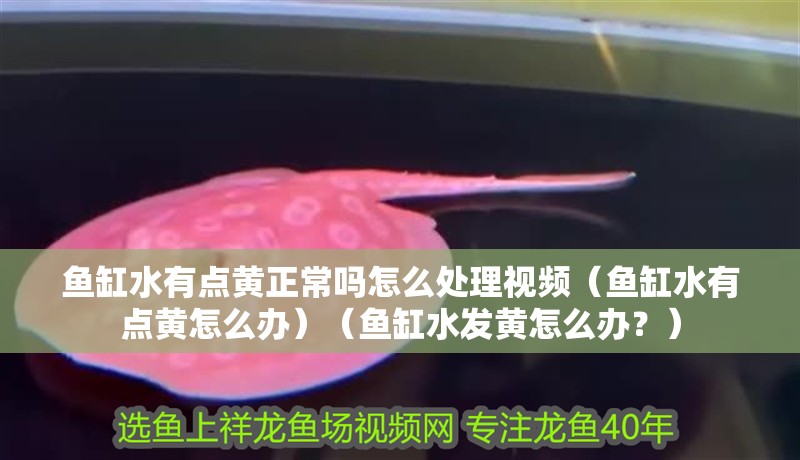 魚缸水有點黃正常嗎怎么處理視頻（魚缸水有點黃怎么辦）（魚缸水發(fā)黃怎么辦？） 魚缸水有點黃正常嗎怎么處理視頻（魚缸水有點黃怎么辦）（魚缸水發(fā)黃怎么辦？） 魚缸百科